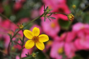 In de tuin